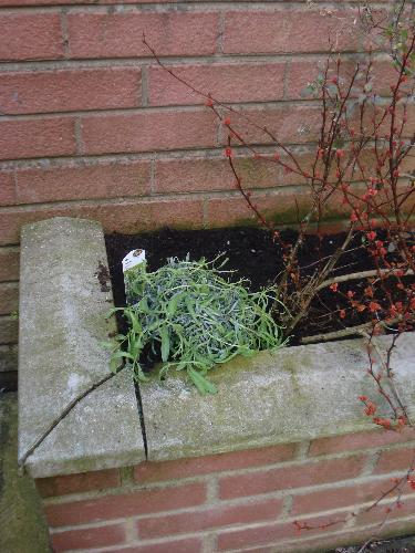 Lavender Plant Now In Raised Flower Bed - Lavender Plant Bought From Wilkinsons