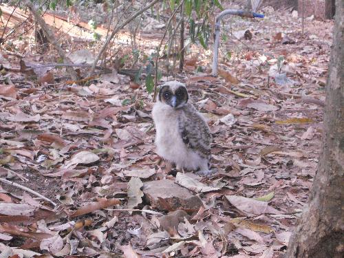 Owlet in our frontyard - That's a really cute Owlet
