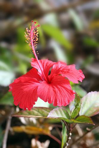 Hibiscus - The hibiscus flower is quite large, containing several hundred species that are native to warm-temperate, subtropical and tropical regions throughout the world.