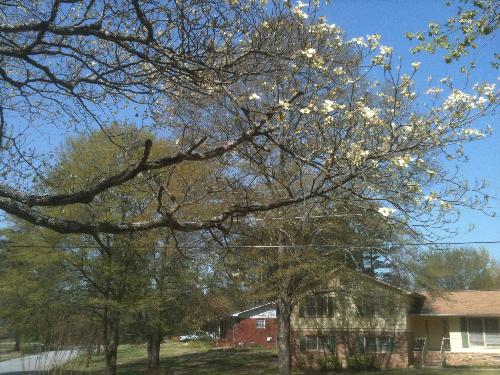 Dogwood tree branch - This is a photo of our dogwood tree. 