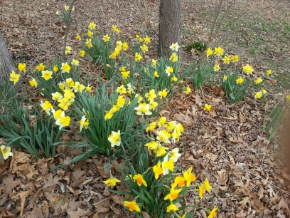 Some of my daffodils. - These are just some of the hundreds of daffodils I have sprinkled throughout our property. I haven't taken a photo of the one tree in full blossom yet.