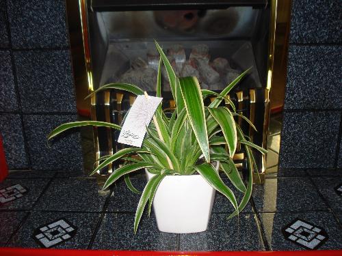 Is This A Spider Plant? - New Plant Bought From Dobbies
