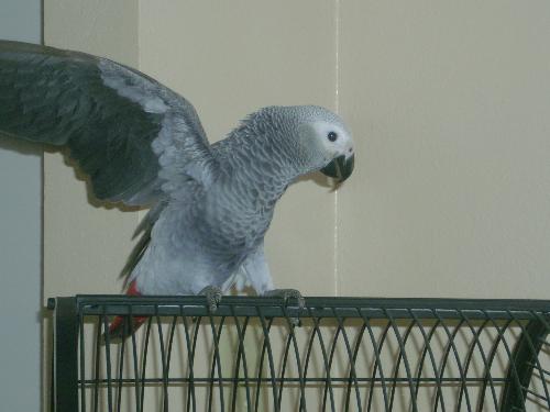 My Daisy  - An african grey that we have and her name is daisy