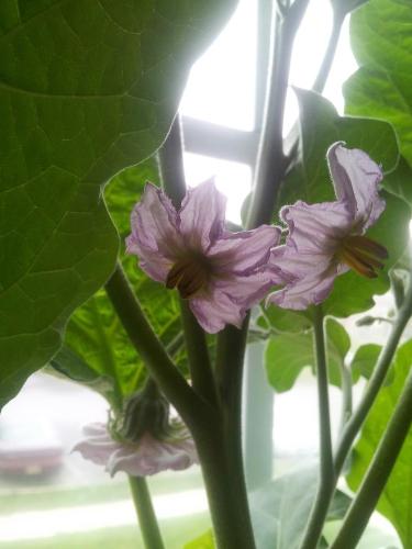 Eggplant - Eggplant flowers ^_^