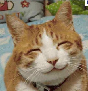 happy cat - happy cat photo