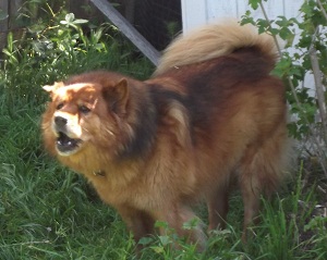 My dog, Honey Bear - Honey Bear (who we mostly call "Bear") is an almost 11-year-old Chow/German Shepherd mix.