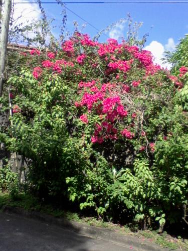 Bougainvillea  - This is the picture i took the other day as i passed by this house. 