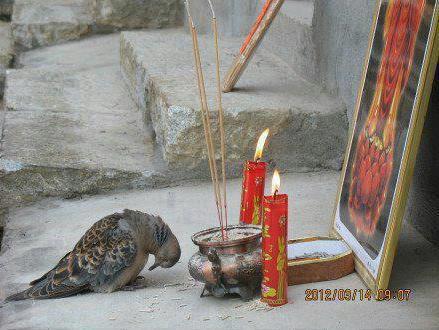 a bird worshipping - A bird is praying