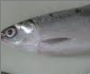 bangus  - really cool fish to eat