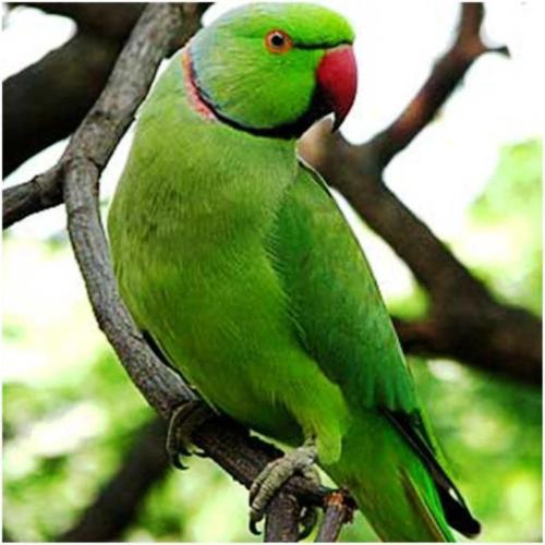 green parrot - cute green parrot