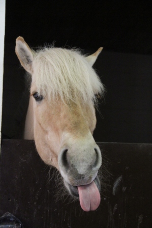 Horse not too impressed by the horsemeat rumours - Norwegian fjord horse sticking its tongue out