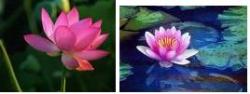 Lily or Lotus? - Lily or Lotus?