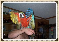 Cami - this is cami 2 1/2 yrs old she is a Harliquin Macaw Cami - this is cami 2 1/2 yrs old she is a Harliquin Macaw
