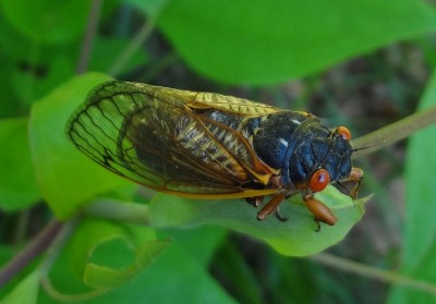 Cicada in VA