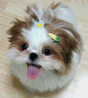 This dog is so cute - Its a real cute dog, am totally mesmerised with it