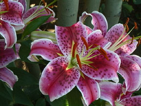I do like lillies - Lillies and jasmine are my favourite flowers