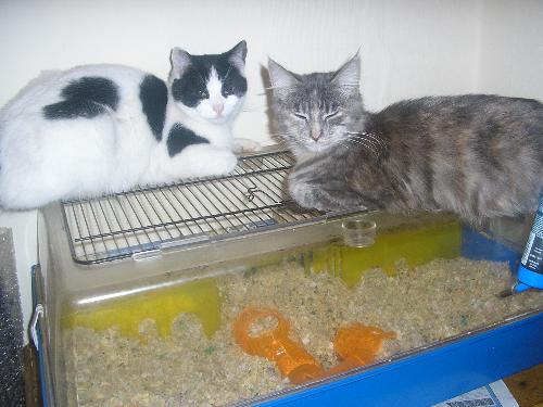 My cats - My cats