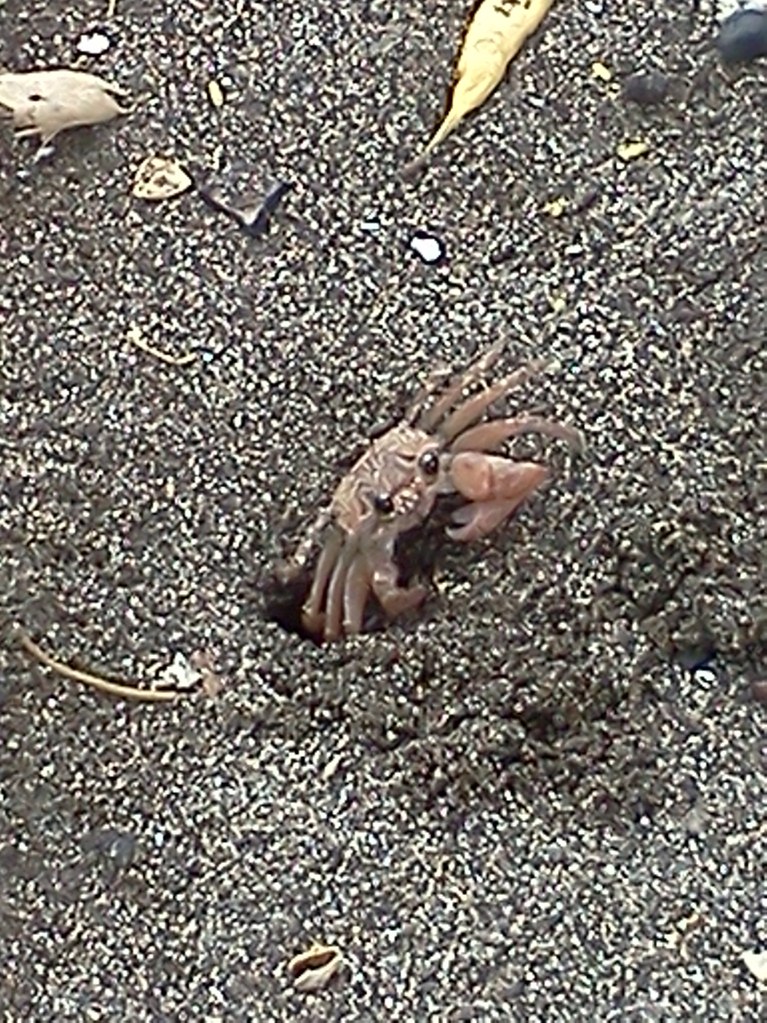 A crab at the beach at mile marker 14 A crab at the beach at mile marker 14