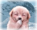 Is this dog shy - Is this dog shy or is it laughing