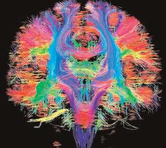 Brain Brain