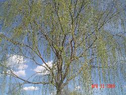 weeping willow tree - weeping willow.