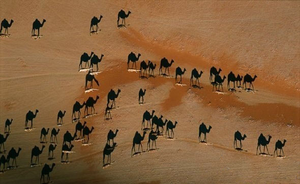 camel and shadow