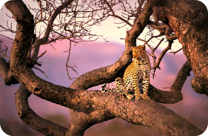 Daily Poetry and Stories Portal - A Leopard can Not Change their Spots