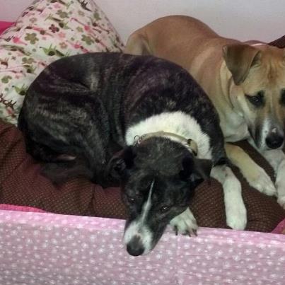 Sagie and Sasha my pit girls..