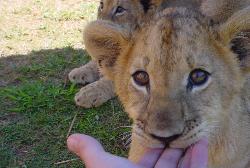 baby lion cub - they are so cool and soft,it would be like just having a big cat at home