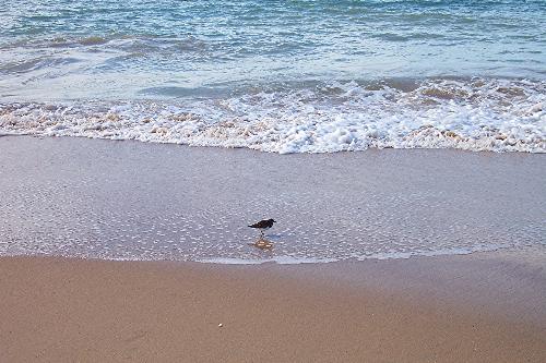 Sandpiper, Rota Spain - Taken along a stretch of beach outside of Rota proper.