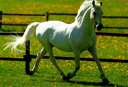 white horse - white horse