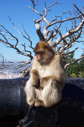Monkey, Gibraltar - I was only a few feet away from this monkey when I took its picture. Gibraltar is the only spot in Europe that you can see wild monkeys.