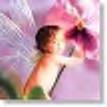 fairy baby - a baby fairy in the flower.