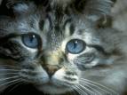 cat - cat