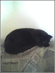 kitty - a cat