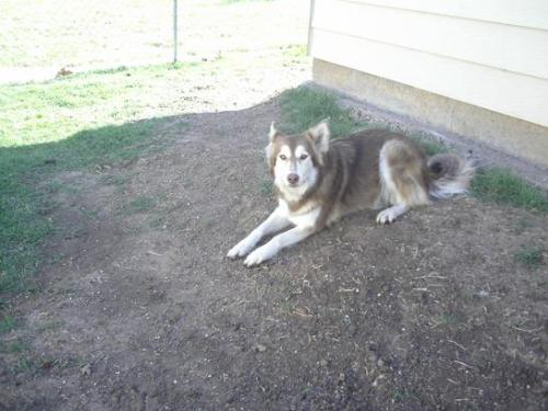 a doggie - dog