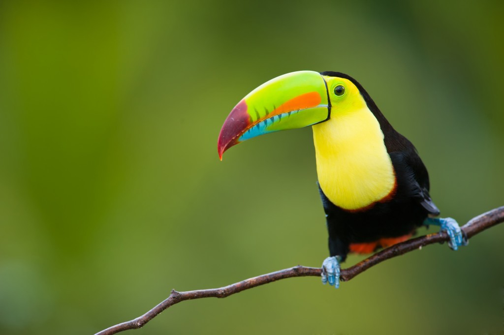 Toucans - Exotic Birds with Colorful Bills