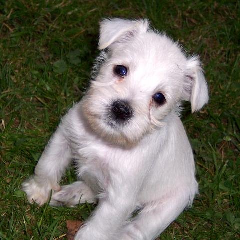 Puppy - Puppy