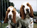 dogs - Its our sweet dogs