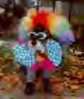party animal - party all the way