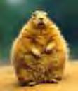help - this squirrel needs food