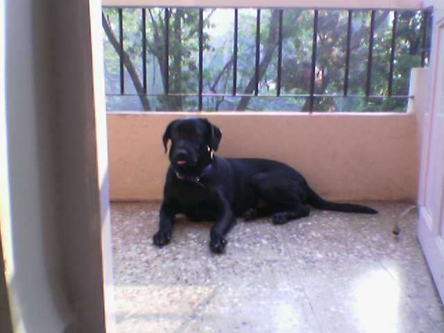 labrador - our pet at home