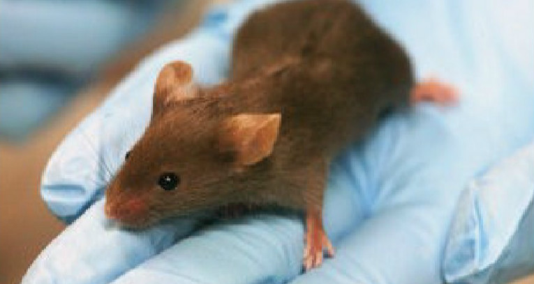 SRT1720 delays aging in healthy mice
