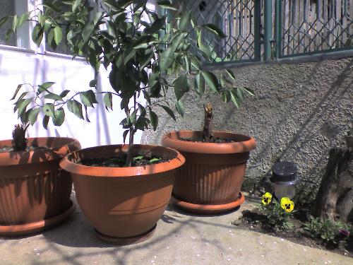 My green corner - This is my green corner, in front of my office