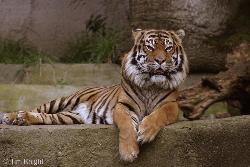 Can you Read between those lines... er, Stripes??? - They recount a sorry tale of the hunter becoming the hunted! Can you Read between those lines... er, Stripes??? - They recount a sorry tale of the hunter becoming the hunted!