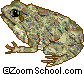 Toads - Toads are amphibians with poison glands and usually warty skin.