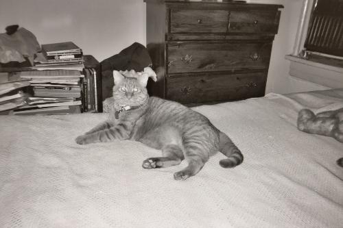 King Sidney - My mammoth tiger baby