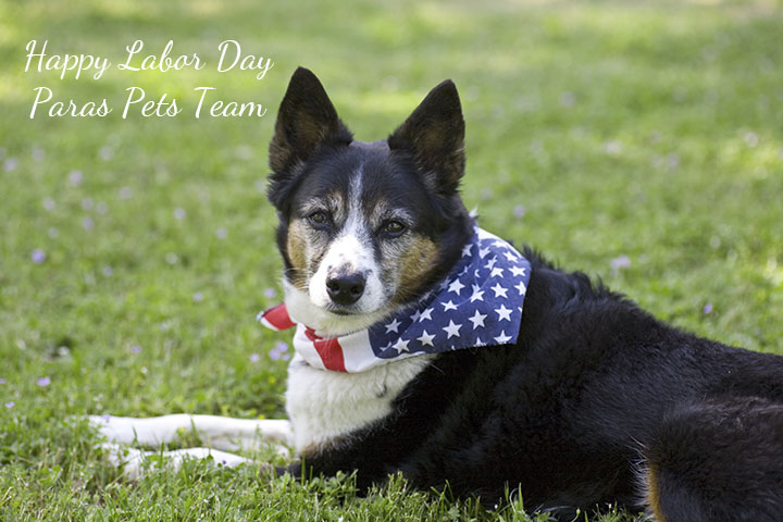 hero dog, labor day, k9