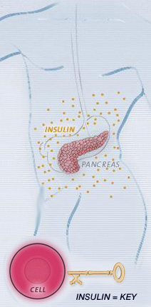 Insulin is the "Key"