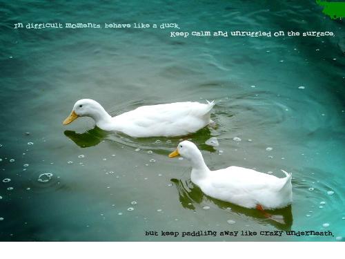 the pic says it all - the pic says it all